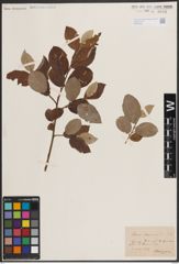 Foto von Salix caprea L.